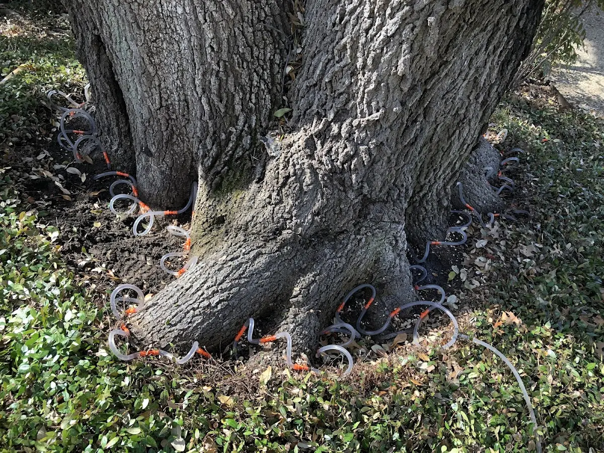Detailed Tree Cabling and Bracing job site in Ruthville