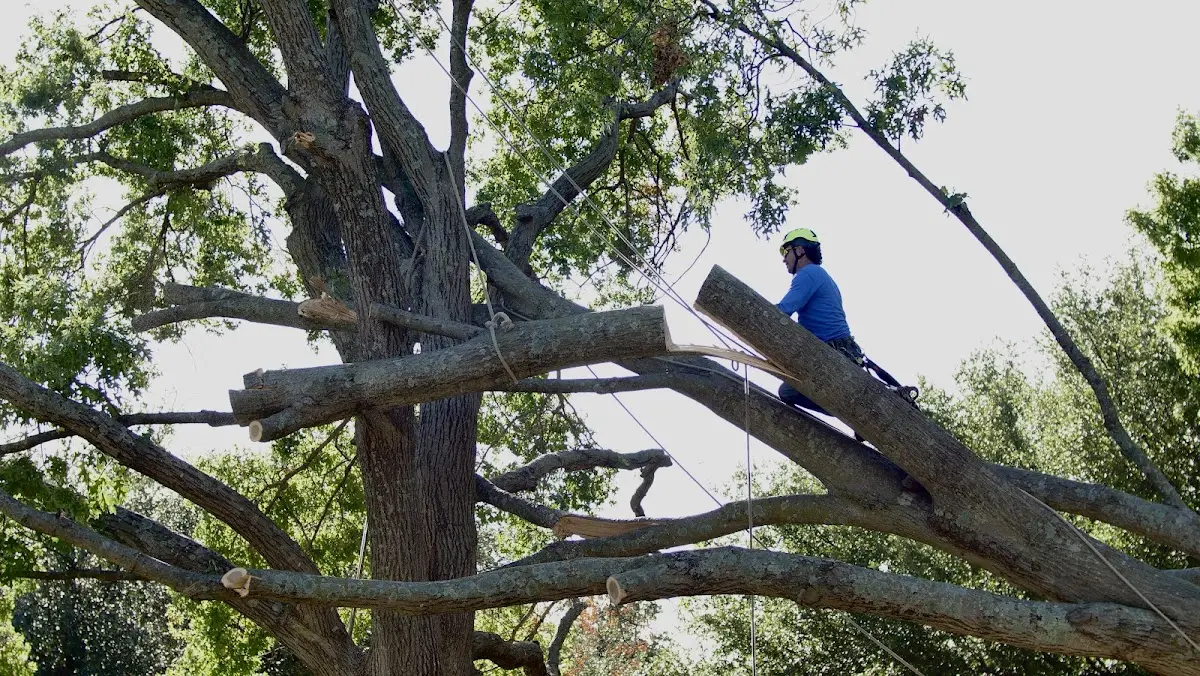 Professional Hazardous Tree Removal performed by certified arborists in Ruthville