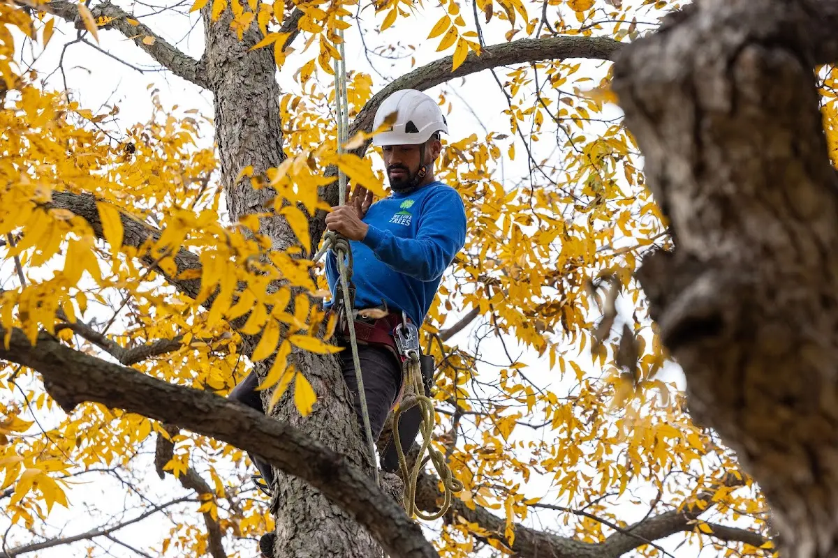 Skilled Tree Trimming crew working in Ruthville